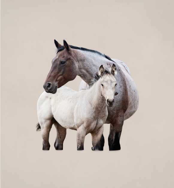Pillow Back Mare & Foal Chair